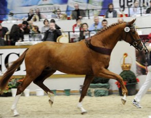 The 2010 South German Licensing Champion by Quaterback x Paradiesvogel :: Photo © Schreiner