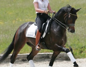 Noémie Goris and Ucelli T training at home in Belgium :: Photo © Astrid Appels