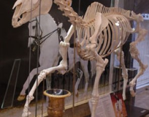 The skeleton of Aktion at the Anatomy Museum of the Veterinary University of Budapest