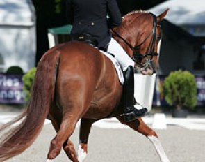 Hubertus Schmidt struggled to keep the contact light and steady. The chestnut gelding almost constantly had his mouth open. The transitions and regularity in piaffe and passage are normally better. The canterwork was excellent