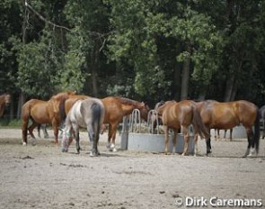 Horses turned out :: Photo © Dirk Caremans