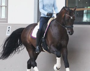 Natasja and Sanvino working on the canter