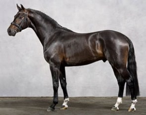 Connaisseur (by Con Amore x Donnerhall) :: Photo © Marielle Andersson Gueye