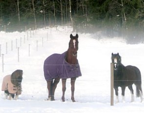 A 25-year old retired Walk on Top with his buddies in the field (Sweden, January 2010)
