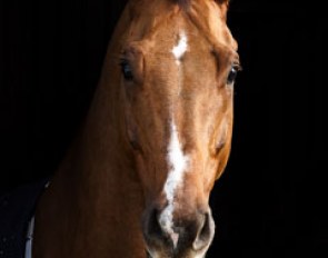 Tristan (by Jazz x Houston). "He's the Brad Pitt of horses," Akiko said.