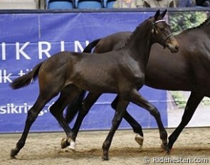 Hefeistoz Grønvang as a foal :: Photo © Ridehesten