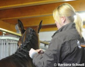 Braiding the horses for the first presentation