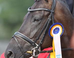 5-year old World Champion Astrix with the Verden ribbon :: Photo © Astrid Appels
