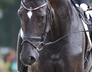 Uno Donna Unique (by Don Schufro x Falkland). She has two brothers who are licensed champions: Uno Don Diablo and Uno Don Diego