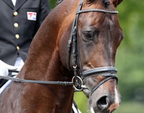 The beautiful face of KWPN stallion Zhivago