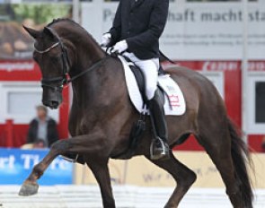 Honnerups Driver at the 2010 World Young Horse Championships in Verden :: Photo © Astrid Appels