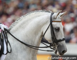 PRE Stallion Fuego XII :: Photo © Astrid Appels