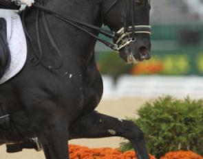 Totilas at the 2010 World Equestrian Games :: Photo © Astrid Appels