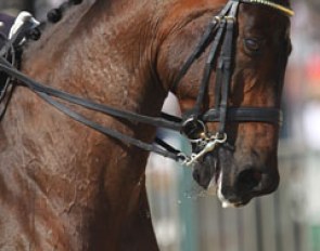 Victory Salute at the 2010 World Equestrian Games