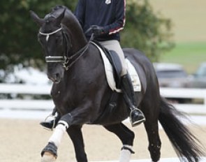 Edward Gal schooling Totilas at the 2010 World Equestrian Games :: Photo © Astrid Appels