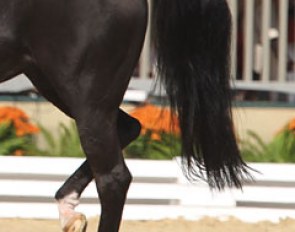 A bad piaffe: horse pulls the hocks high and there is absolutely no sit. This horse is not the only one which refuses to take the weight on the hindquarters