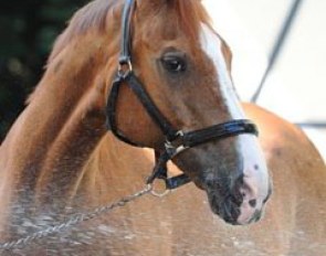 Oldie Gracioso gets a refreshing bath as well