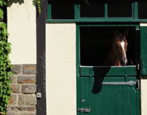 Girasol looking out of the window of her stall waiting for her turn to get ridden and pampered