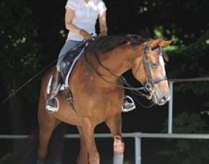 Each session starts with fifteen minutes of walking on the long rein