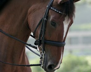 Shannon Dueck's 9-year old Oldenburg mare Ayscha (by Welt Hit II x Rouletto)