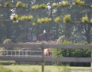 After her training session Wendy Christoff took Pfalstaff all the way up the show jumping bank at Jewel Court Stud