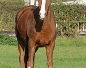 Fabienne in the field just weeks before her passing :: Photo © Barbara Schnell