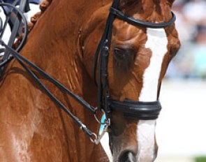 Mistral Hojris with his loaned noseband