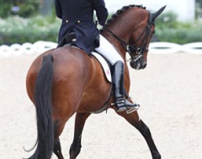 Emile Faurie on the athletic Danish warmblood Elmegardens Marquis