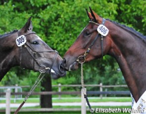 Cashira van Kappenzand and Sinfonie ZS at the 2011 Swiss Warmblood Mare Championship :: Photo © Elisabeth Weiland