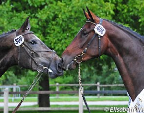 Cashira van Kappenzand and Sinfonie ZS at the 2011 Swiss Warmblood Mare Championship