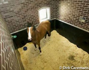 Horse kept on shavings :: Photo © Dirk Caremans