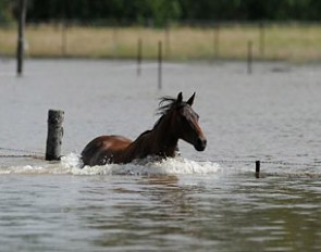 Horses in need