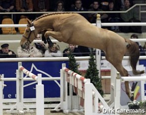 Inshallah de Muze (by Nabab de Reve x For Pleasure) :: Photo © Dirk Caremans
