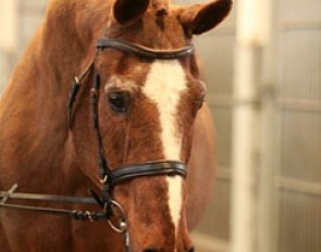 Hanoverian stallion Espri aged 30 :: Photo © Marianne Schwöbel