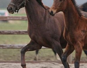 Flora Danica with her Furstenball foal