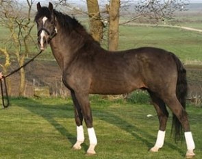 The Holsteiner stallion Leandro at age 26