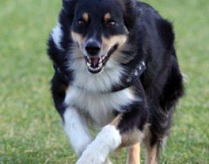 A dog's life at the horse show