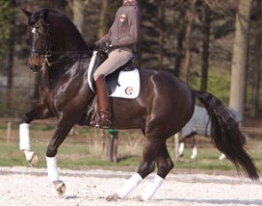 One of Geere-stein's small tour horses