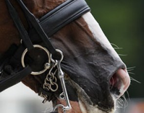 Bits in a Grand Prix horse's mouth :: Photo © Astrid Appels