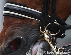 Restrictive noseband :: Photo © Astrid Appels