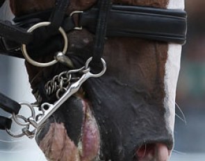 Tongue showing in competition :: Photo © Astrid Appels