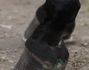 An interesting shoeing job for the hoof fetishists!