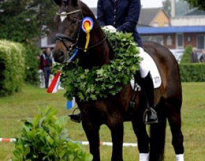 Stefanie Hein and Petit Pompidou at the 2011 Holsteiner Regional Championships :: Photo courtesy Holsteiner Verband