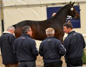 The KWPN Stallion Licensing Committee inspects the colts in Ermelo where they are presented for the first time :: Photo © KWPN