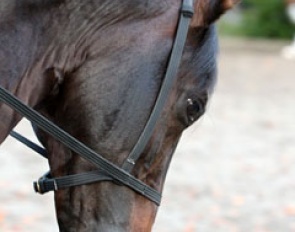 A custom made bitless bridle Mistral du Coussoul wears