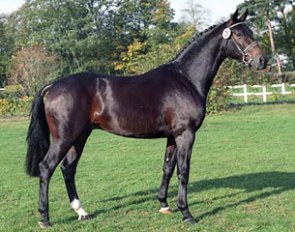 Licensed stallion Dijon (by Donnerhall x Aderlass)