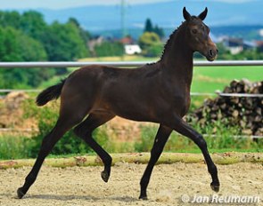 Gisela Strecker's Furstenball x Royal Dance filly, only several weeks old