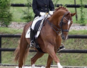 World Magic (by Warkant x Cavalier) :: Photo courtesy LUX Dressage