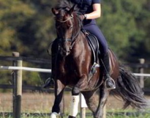 Jessica Krieg's junior riders horse is the young 6-year old Special Edition. She's taking it slow with him.