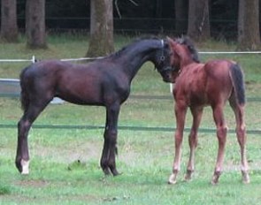 Totil Platinum (by Totilas x Rotspon) in the field with his buddy San Tiano